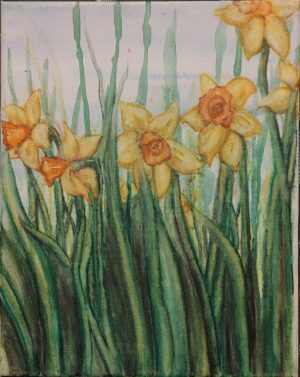 Daffodils